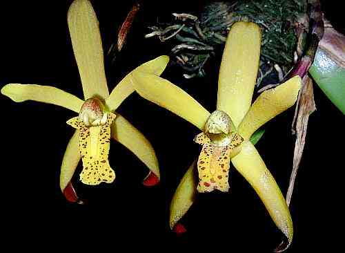 Maxillaria rufescens